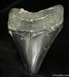 Inch Bone Valley Megalodon Tooth #929-1